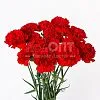 Гвоздика Одиночная красная в Новосибирске — фото 6