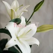 Лилия — фото 