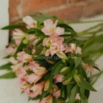 Альстромерия Люкс — фото 46