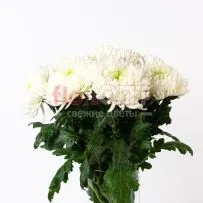 Хризантема одиночная Магнум — фото 53