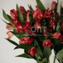 Альстромерия — фото 67