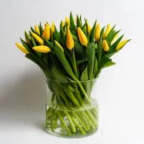 Тюльпан  — фото 