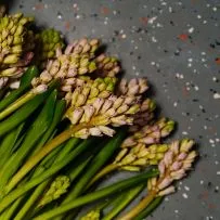 Гиацинт — фото 2