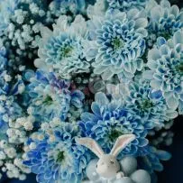 Хризантема крашеная Голубая — фото 8