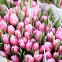 Тюльпан — фото 10