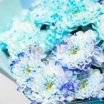 Хризантема крашеная Голубая — фото 7