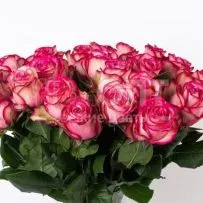 Роза Микс 70 см — фото 57
