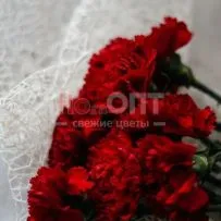 Гвоздика Одиночная красная в Новосибирске — фото 44
