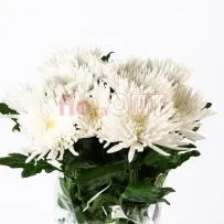 Хризантема одиночная белая — фото 35