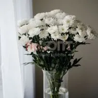 Хризантема кустовая белая — фото 55