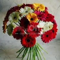 Гербера — фото 61