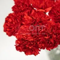 Гвоздика Одиночная красная в Новосибирске — фото 45