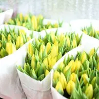 Тюльпан — фото 11