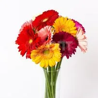 Гербера — фото 62