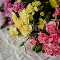 Гвоздика Кустовая Разноцветная — фото 65