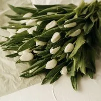 Тюльпан Селект — фото 