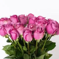 Роза Микс 60 см — фото 59