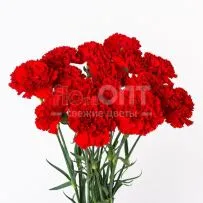 Гвоздика Одиночная красная в Новосибирске — фото 63