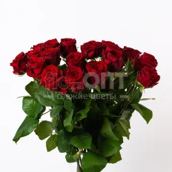 Роза Гран При 70 см — фото 1