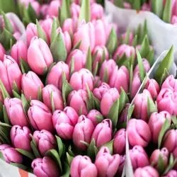 Тюльпан — фото 1