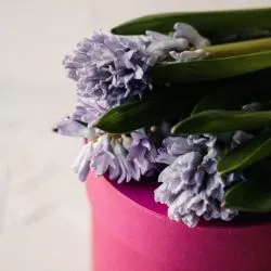 Гиацинт — фото 1