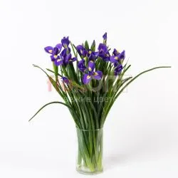 Ирис — фото 1