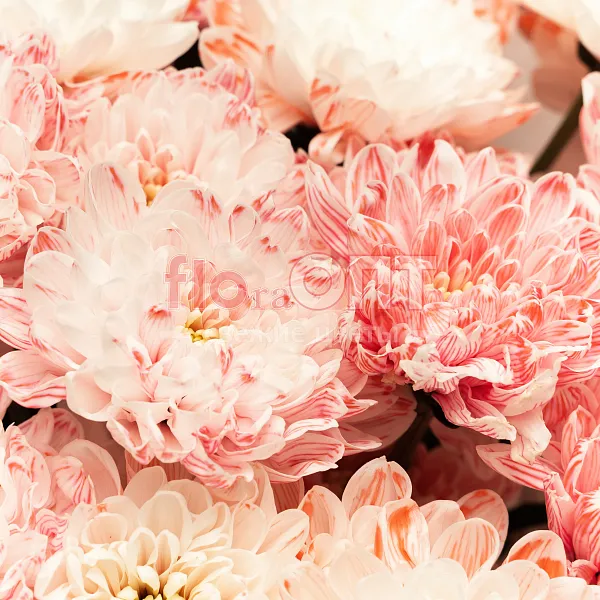 Букет № 533 с розовой хризантемой  — фото 5