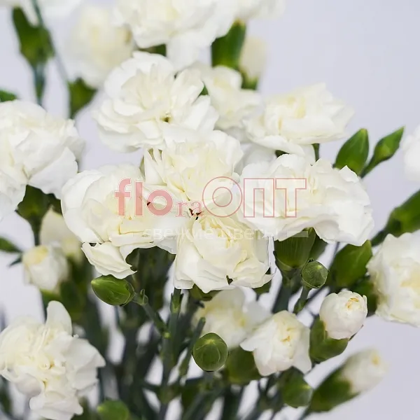 Гвоздика Кустовая Разноцветная — фото 2