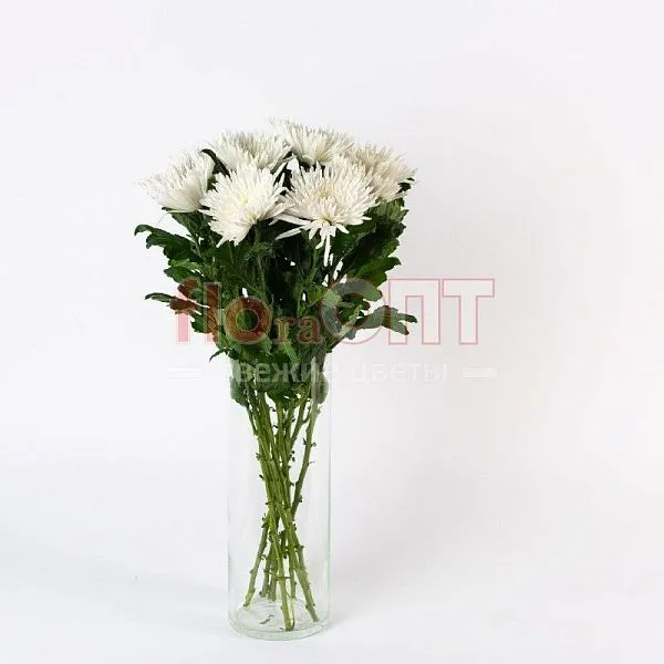Хризантема одиночная белая — фото 3