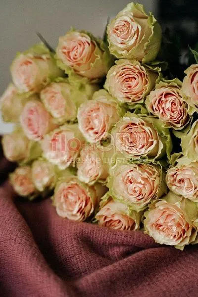 Роза Микс 60 см — фото 2