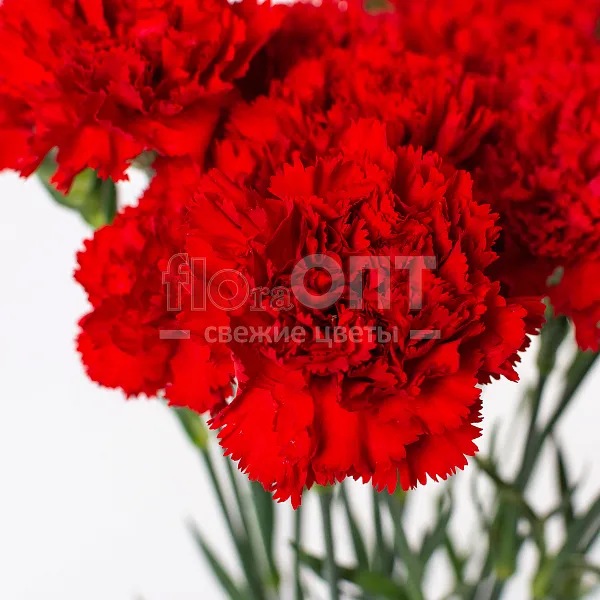 Гвоздика Одиночная красная в Новосибирске — фото 3