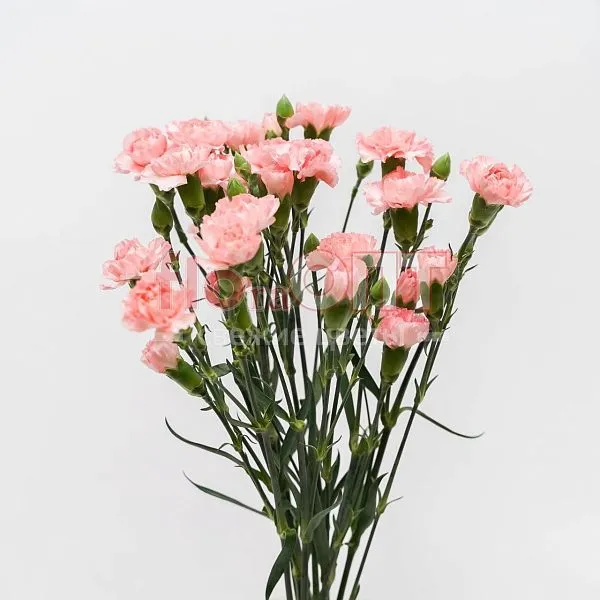 Гвоздика Кустовая Разноцветная — фото 6