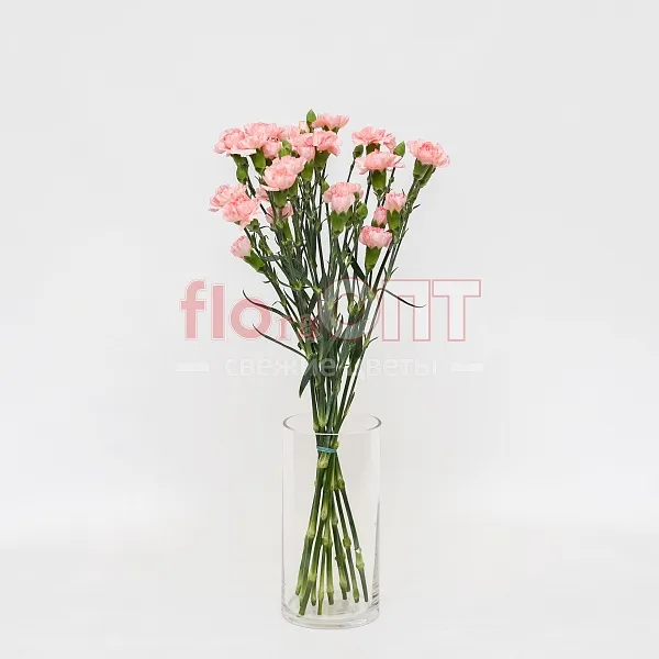 Гвоздика Кустовая Разноцветная — фото 4