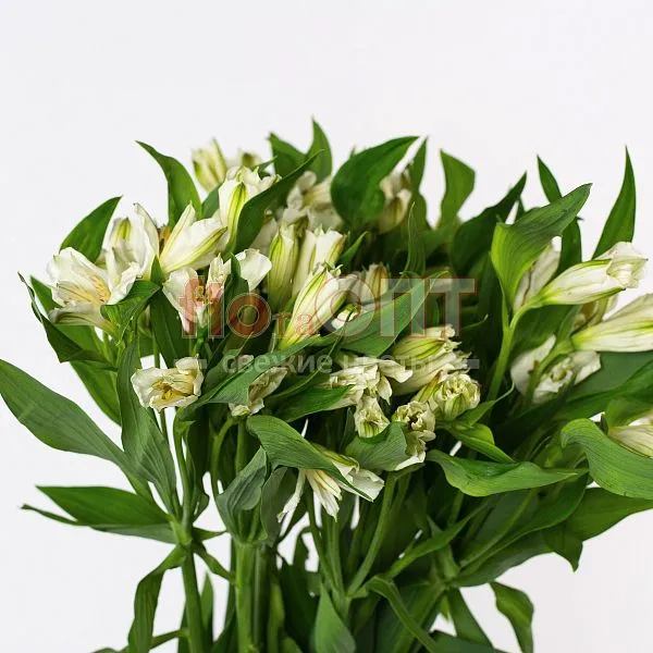 Альстромерия Люкс — фото 4