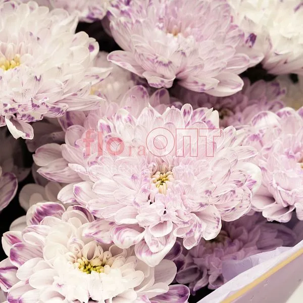 Хризантема крашеная Сиреневая — фото 5