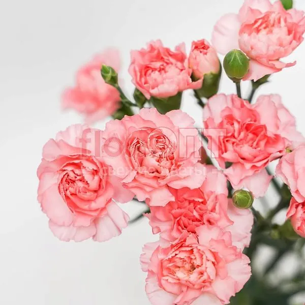 Гвоздика Кустовая Разноцветная — фото 3