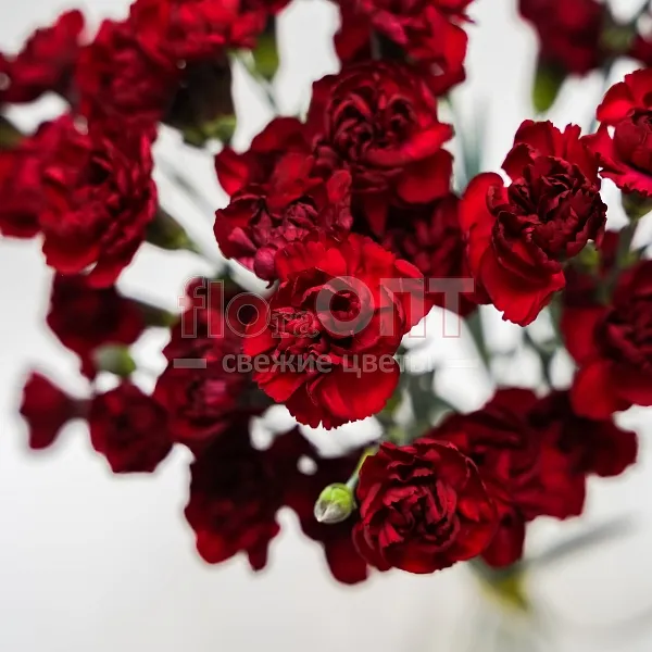 Гвоздика Кустовая Разноцветная — фото 9