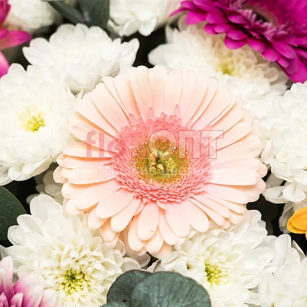 Букет № 523 с разноцветными герберами и хризантемой  — фото 4