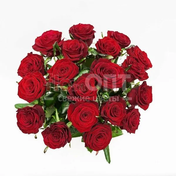 Роза Гран При 50 см — фото 3