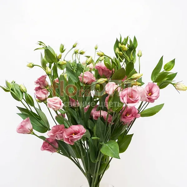 Эустома — фото 2