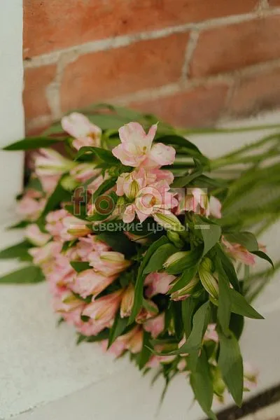 Альстромерия Люкс — фото 1