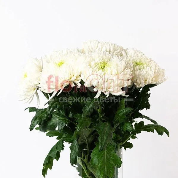 Хризантема одиночная Магнум — фото 2