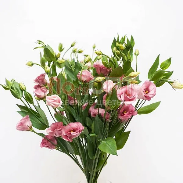 Эустома — фото 5