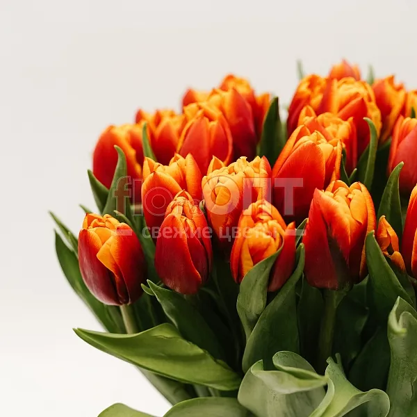 Тюльпан Экстра  — фото 6