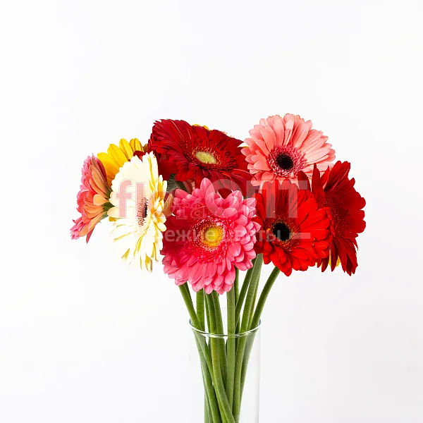 Гербера — фото 5