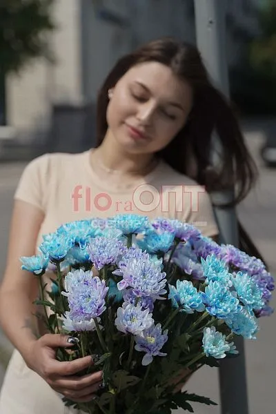 Хризантема крашеная Микс — фото 3