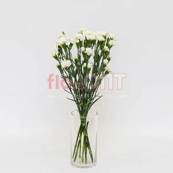 Гвоздика Кустовая Разноцветная — фото 3