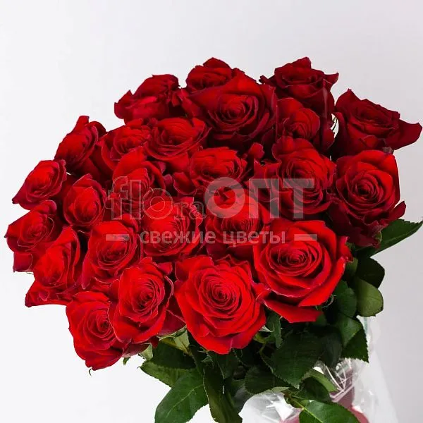 Роза Форевер 50см — фото 1