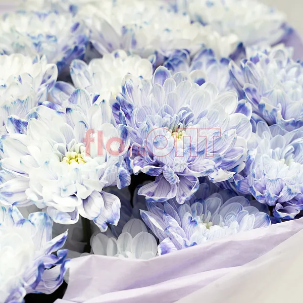 Букет № 530 с крашеной хризантемой  — фото 4