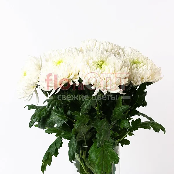 Хризантема одиночная Магнум — фото 4